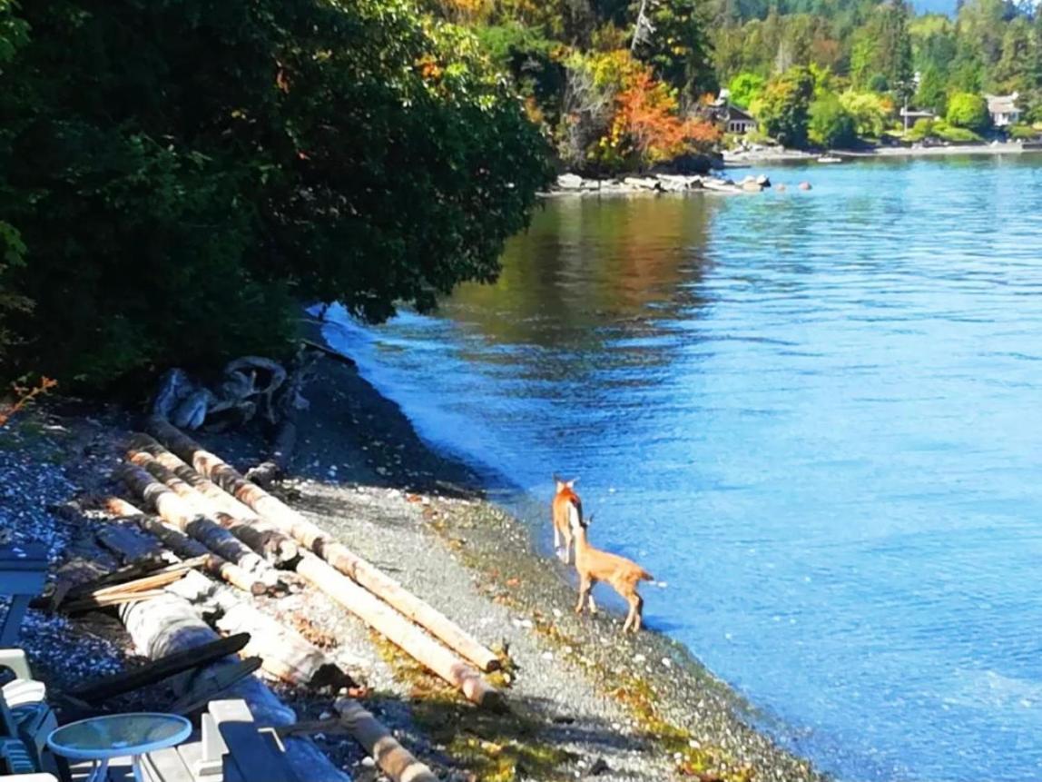 Walkon Waterfront Castle Cove Inn Chemainus Exteriör bild